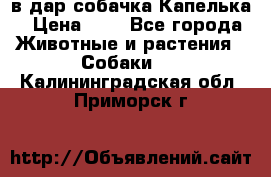 в дар собачка Капелька › Цена ­ 1 - Все города Животные и растения » Собаки   . Калининградская обл.,Приморск г.